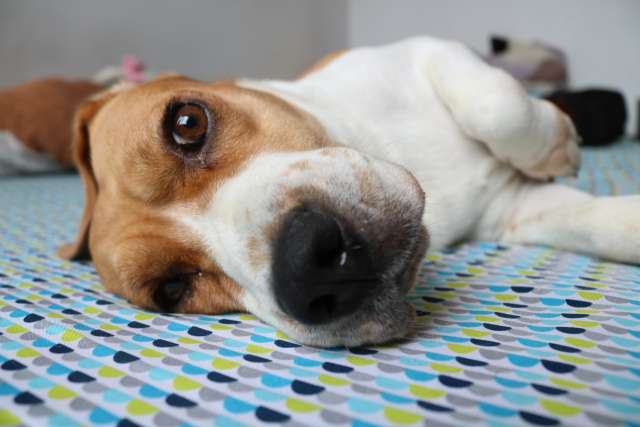 beagle looking at camera